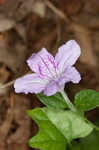 Stalked wild petunia